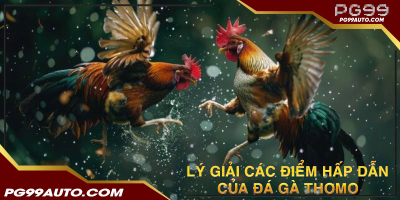 Các điểm hấp dẫn của đá gà thomo